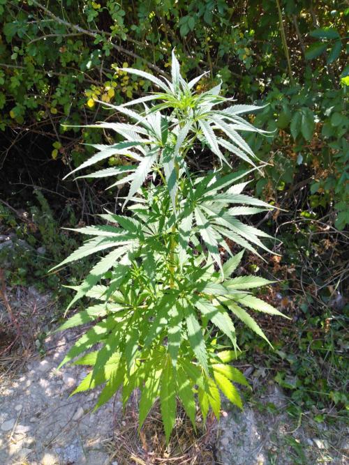 Frosty’s Auto Freak / Nigerian sativa. Week 11 - 2