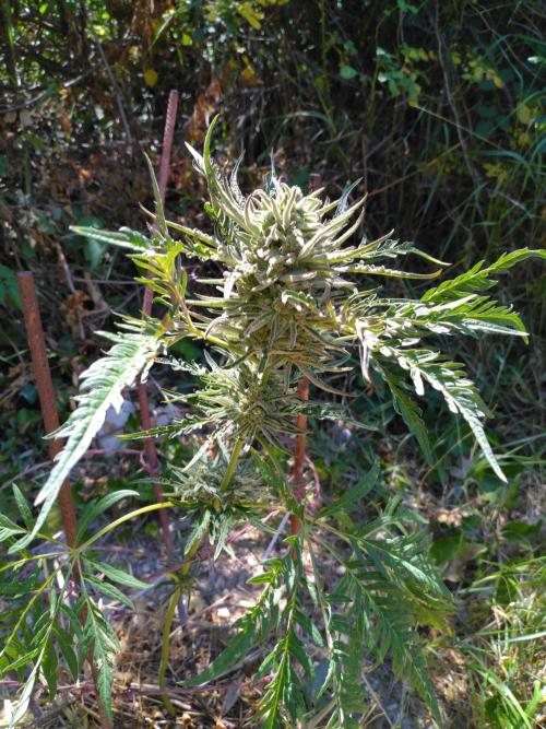 Frosty’s Auto Freak / Nigerian sativa. Week 11 - Frosty's