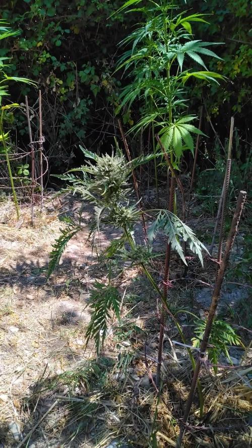 Frosty’s Auto Freak / Nigerian sativa