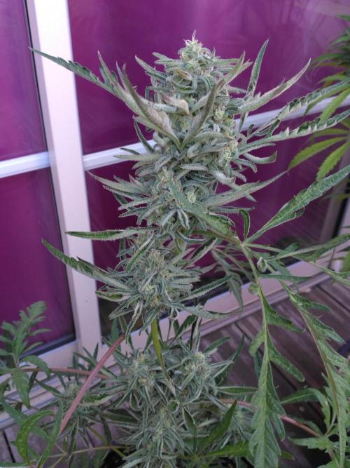 Frosty’s Auto Freak / Nigerian sativa. Week 11