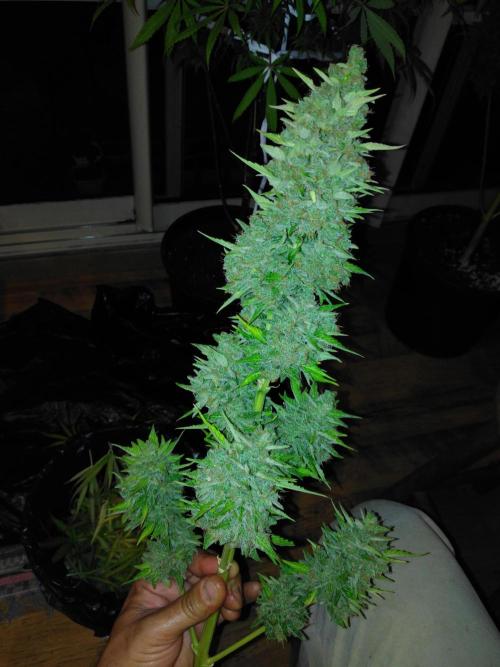 Mazar Afghani#1 - Libanaise Sinaï. Week 14