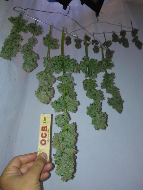 Mazar Afghani#1 - Libanaise Sinaï. Week 14