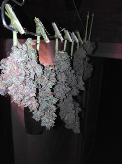 Mazar Afghani#1 - Libanaise Sinaï. Week 14