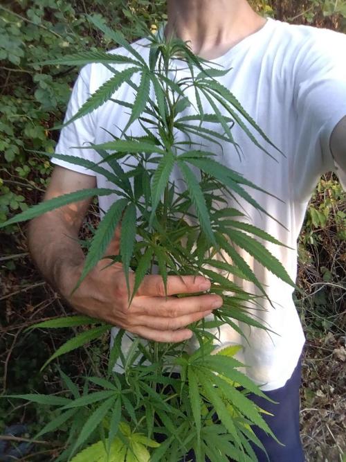 Nigerian sativa / Frosty’s Auto Freak. Week 13 - La bonne surprise des Nigérianes en forment !