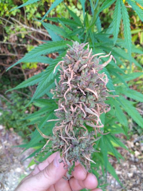 Nigerian sativa / Frosty’s Auto Freak. Week 13