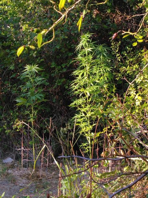 Nigerian sativa / Frosty’s Auto Freak. Week 16