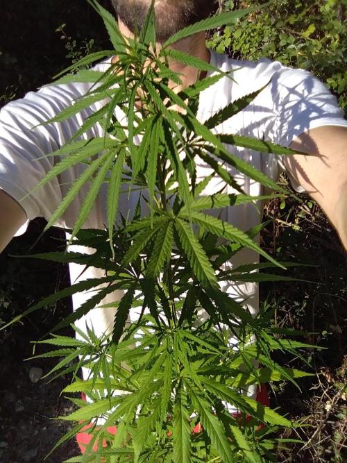 Nigerian sativa / Frosty’s Auto Freak. Week 16