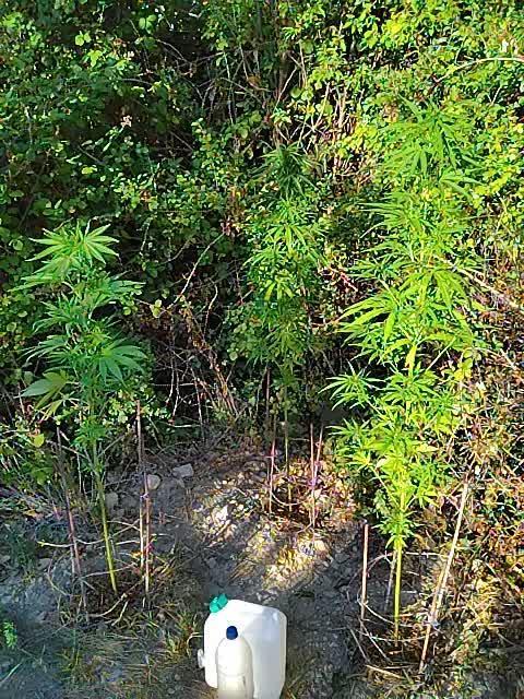 Nigerian sativa / Frosty’s Auto Freak
