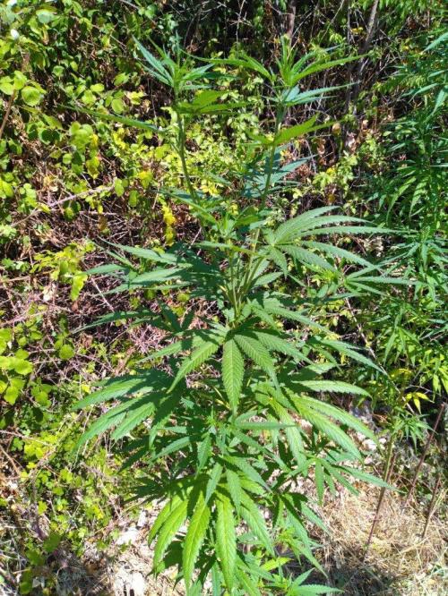 Nigerian sativa / Frosty’s Auto Freak. Week 18