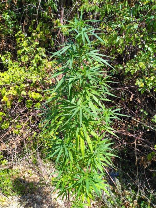 Nigerian sativa / Frosty’s Auto Freak. Week 18