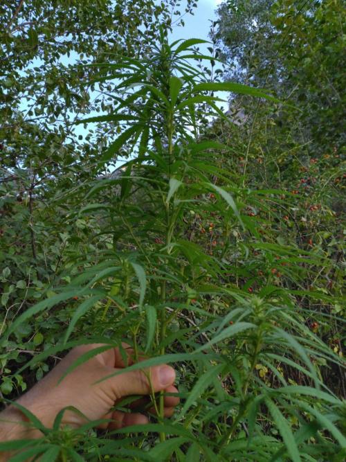 Nigerian sativa / Frosty’s Auto Freak. Week 25 - 2