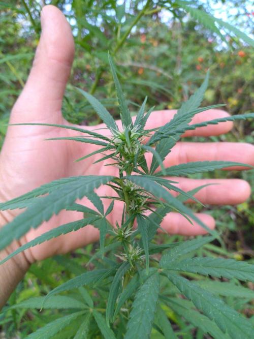 Nigerian sativa / Frosty’s Auto Freak. Week 25 - 1