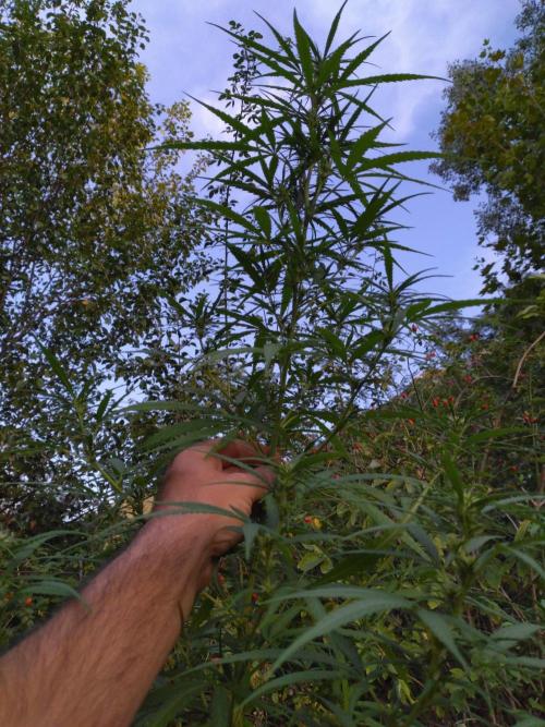 Nigerian sativa / Frosty’s Auto Freak. Week 25 - 1