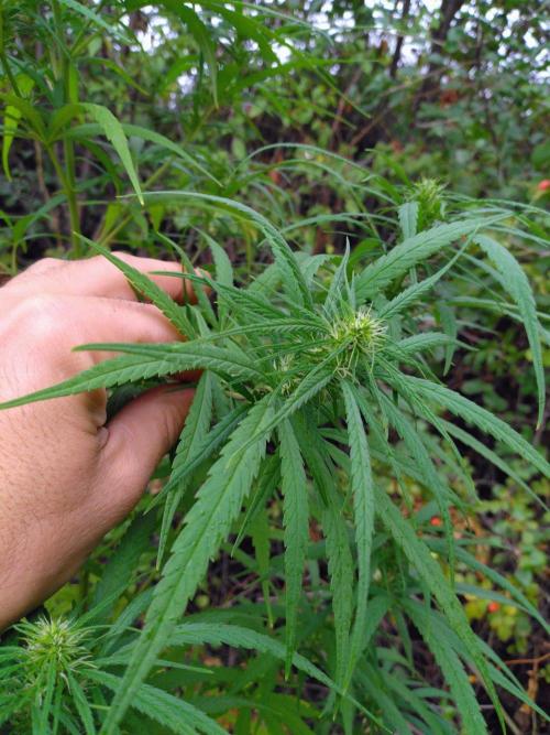 Nigerian sativa / Frosty’s Auto Freak. Week 26 - 2