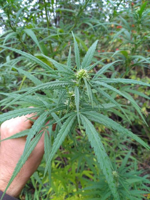 Nigerian sativa / Frosty’s Auto Freak. Week 26 - 1