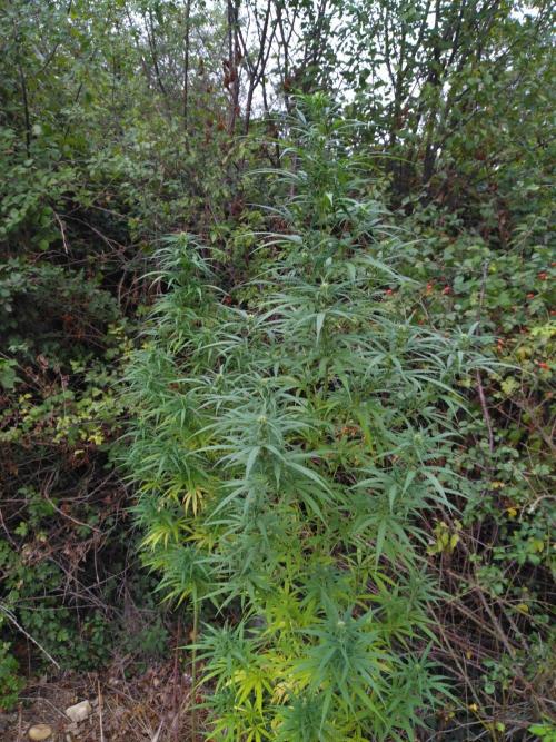 Nigerian sativa / Frosty’s Auto Freak. Week 26