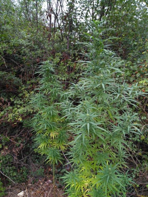 Nigerian sativa / Frosty’s Auto Freak. Week 26