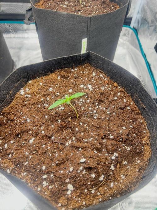 First. Week 0 - Skunk cl