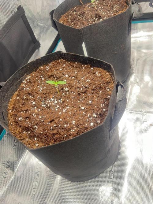 First. Week 0 - Skunk xl