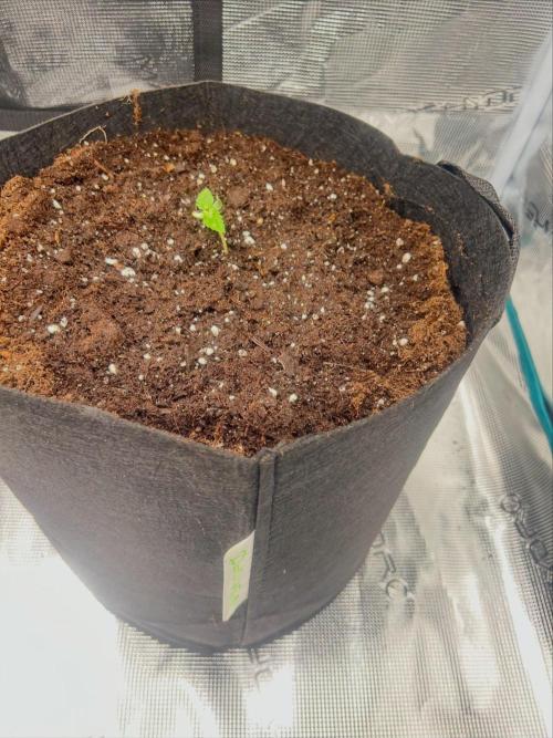 First. Week 0 - Skunk cl