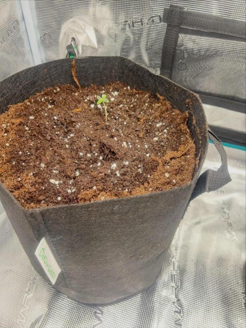 First. Week 0 - Amnesia