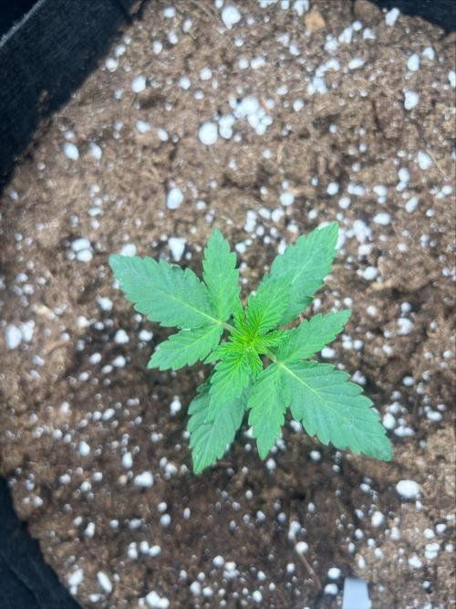 First. Week 1 - Skunk xl