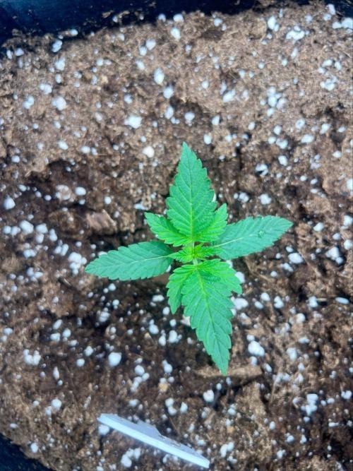 First. Week 1 - Skunk xl