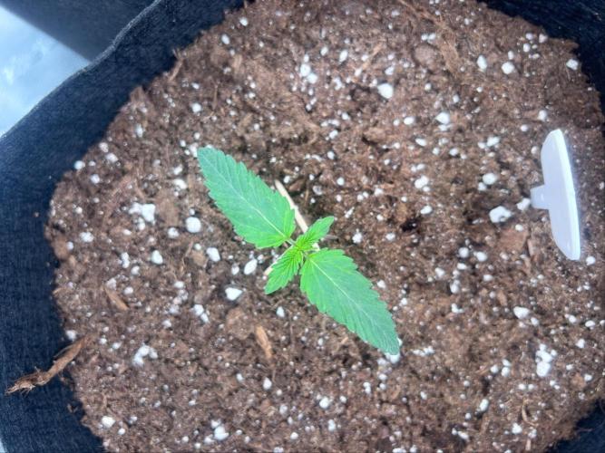 First. Week 1 - Amnesia