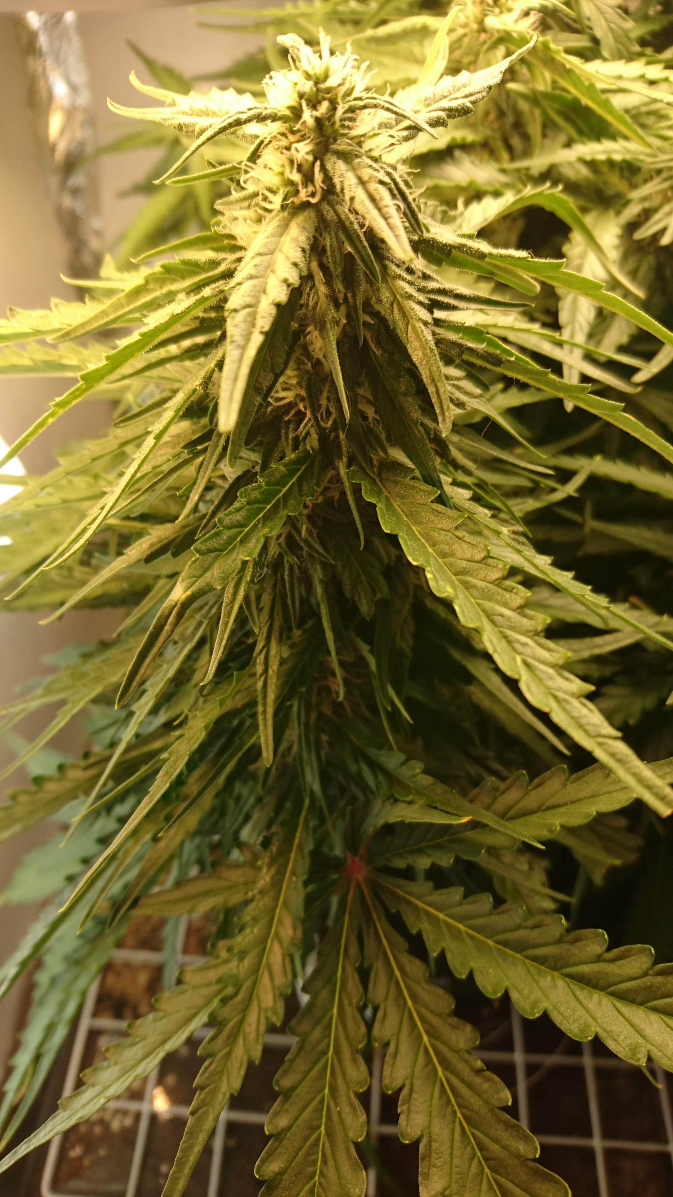 Dr. Underground Auto Melon Gum grow diary (journal) week7 by LadyGreen