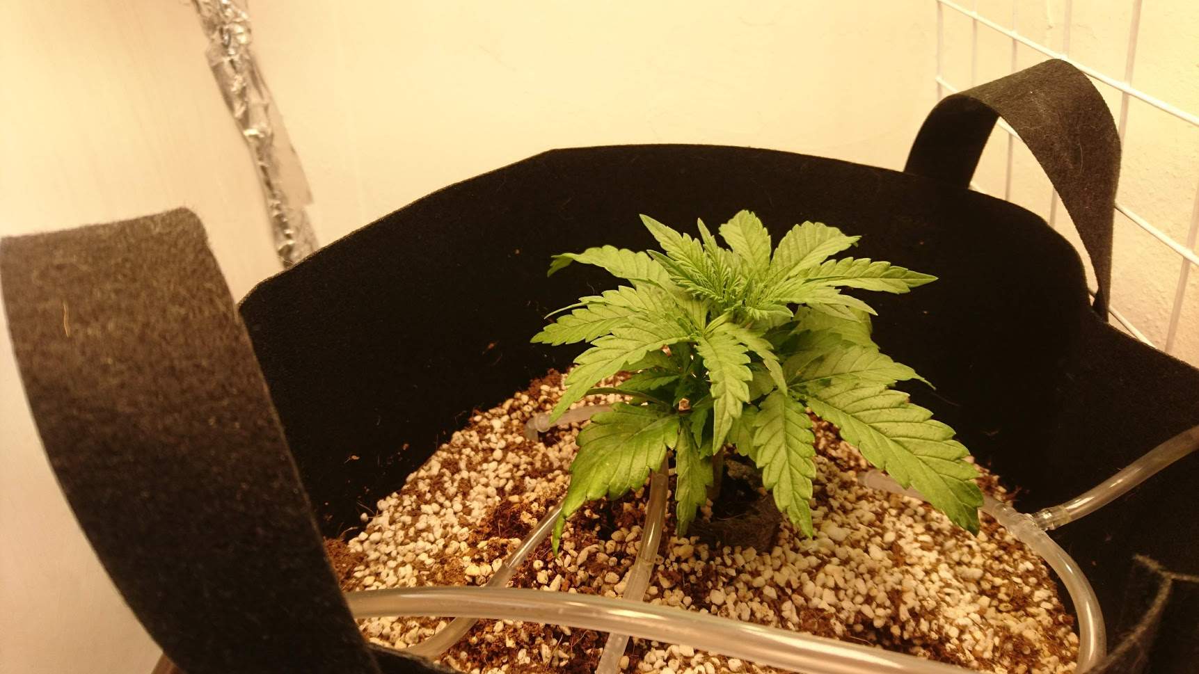 Dr. Underground Auto Melon Gum grow diary (journal) week3 by LadyGreen