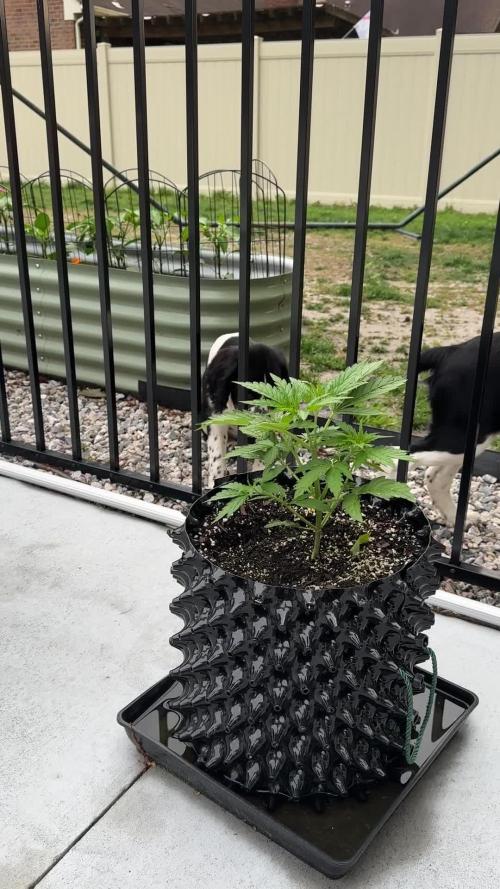 Skunk, Skunk and Skunk