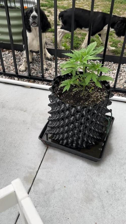 Skunk, Skunk and Skunk