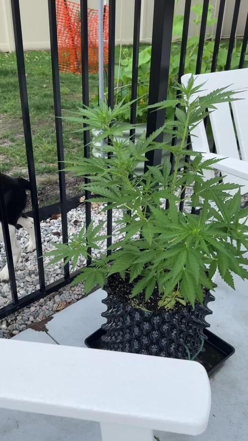 Skunk, Skunk and Skunk