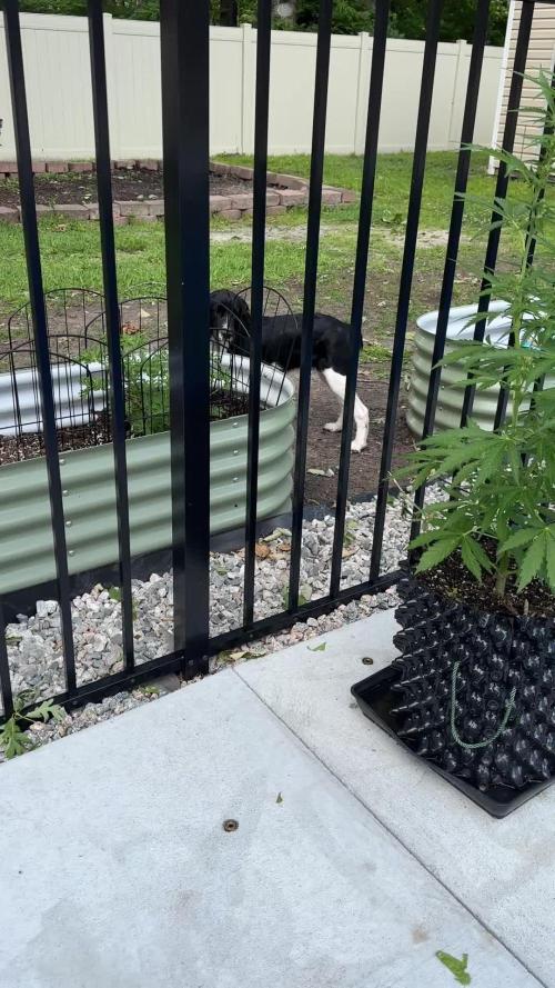 Skunk, Skunk and Skunk