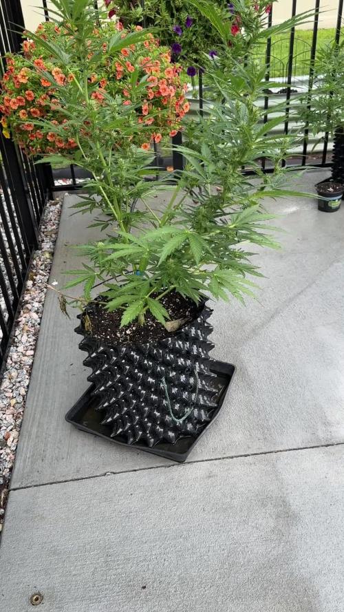 Skunk, Skunk and Skunk