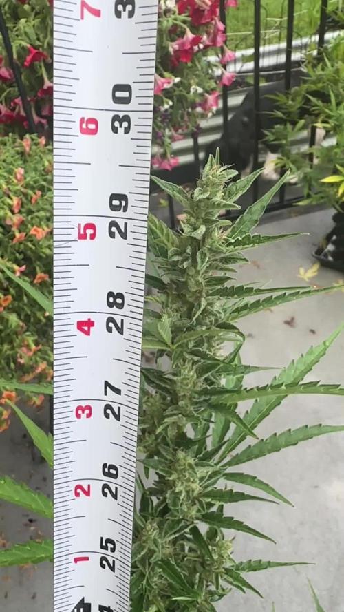 Skunk, Skunk and Skunk