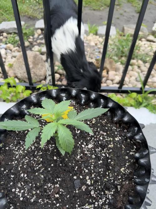Zamnesia Mango Kush