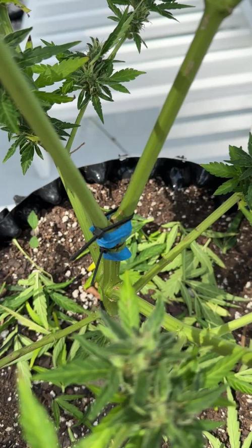 Skunk, Skunk and Skunk