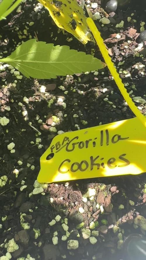 FBA Gorilla Cookies