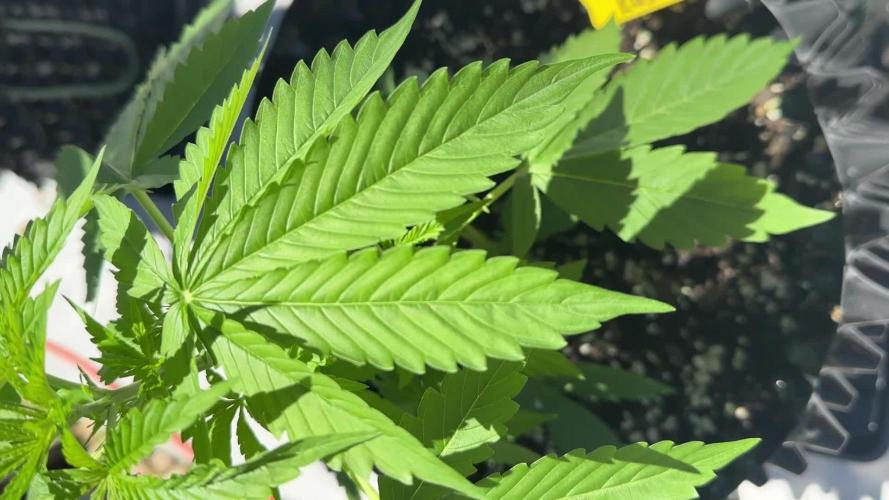 Zamnesia Mango Kush
