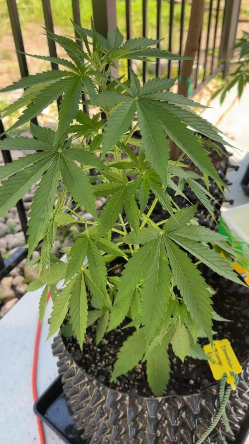 Zamnesia Mango Kush