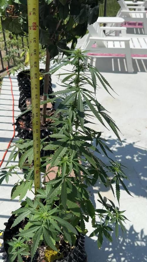 Zamnesia Mango Kush