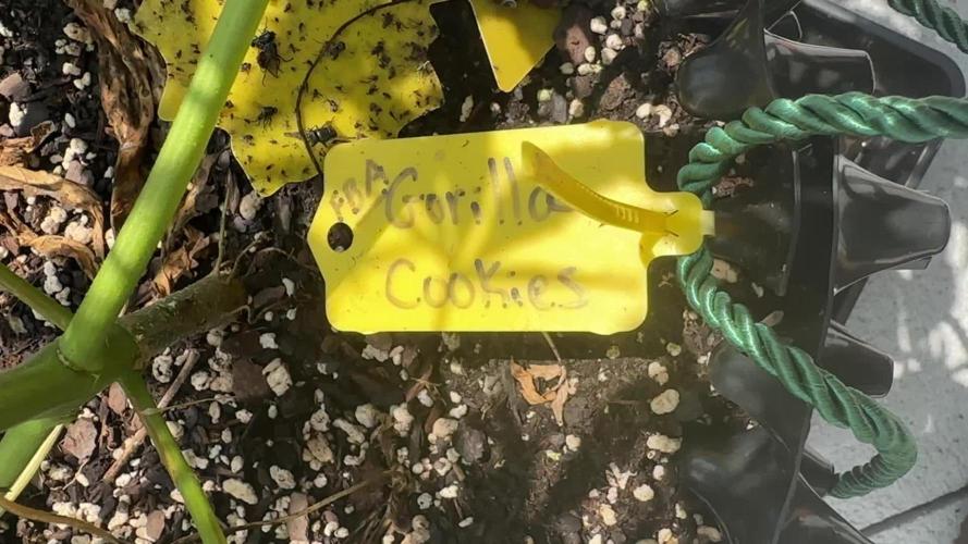 FBA Gorilla Cookies