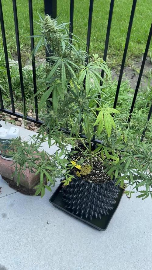 FBA Gorilla Cookies