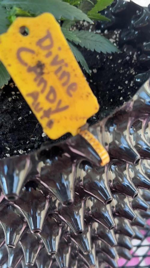 2nd Time Around "I WANT CANDY!"