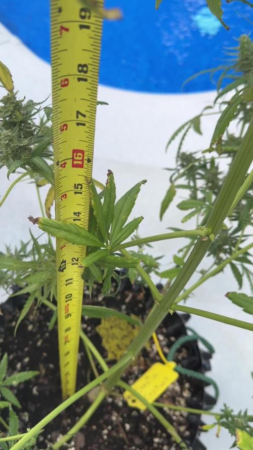 FBA Gorilla Cookies