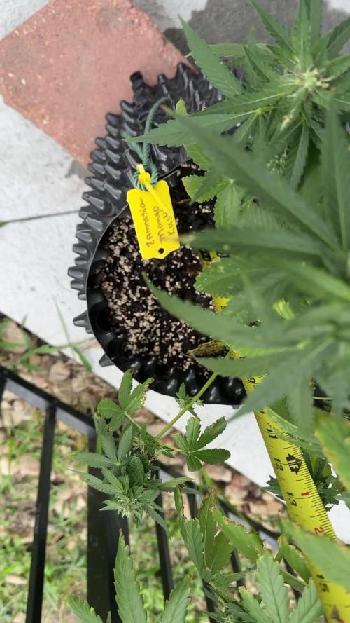 Zamnesia Mango Kush