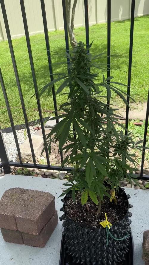 Dosidos And Away We Go!