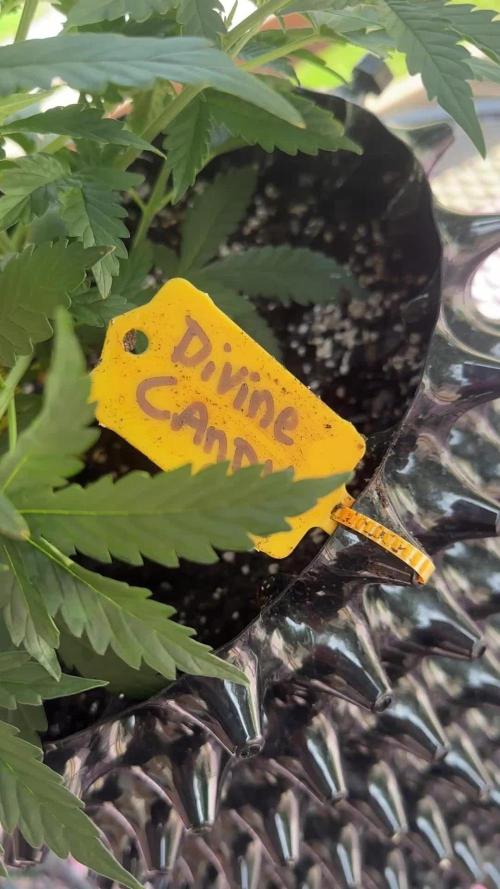 2nd Time Around "I WANT CANDY!"