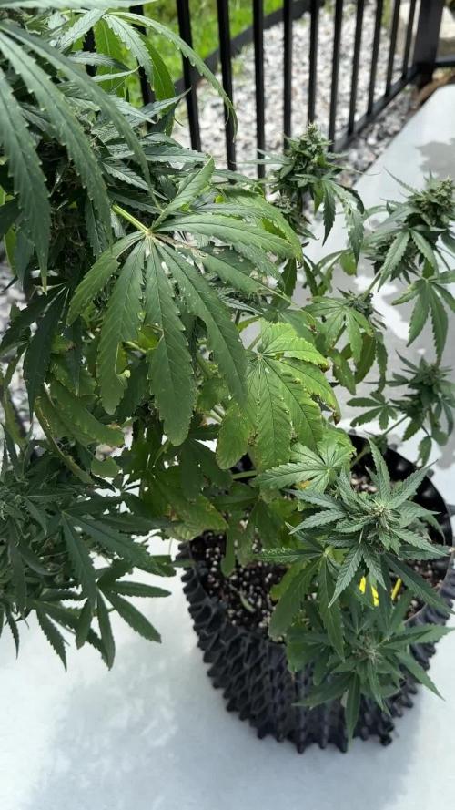 Zamnesia Mango Kush